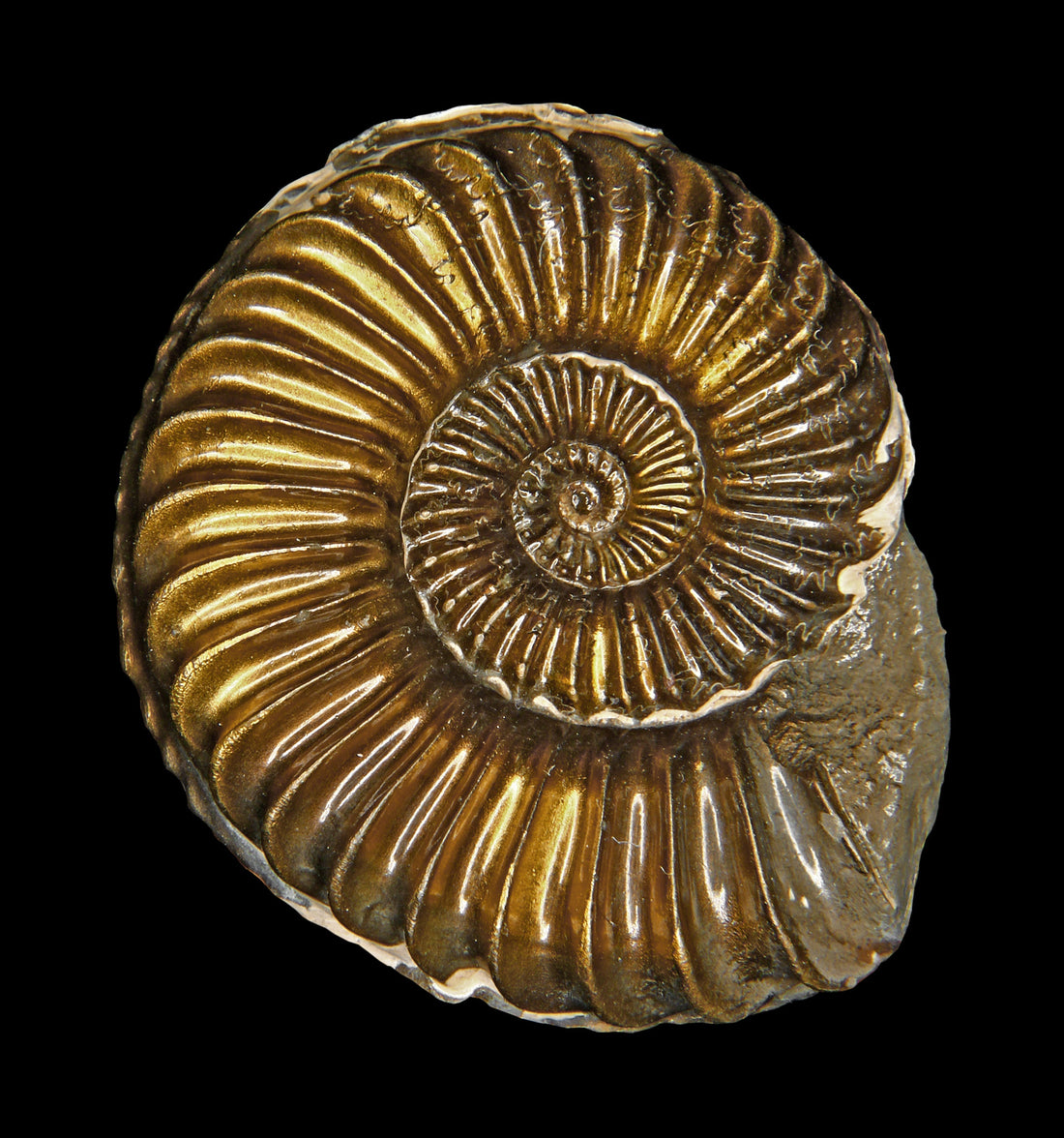 The Power of Ammonite: Your Guide to Ancient Wisdom