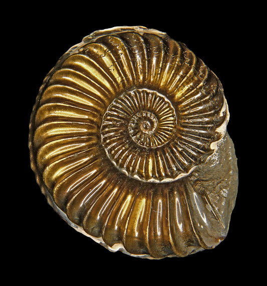 The Power of Ammonite: Your Guide to Ancient Wisdom