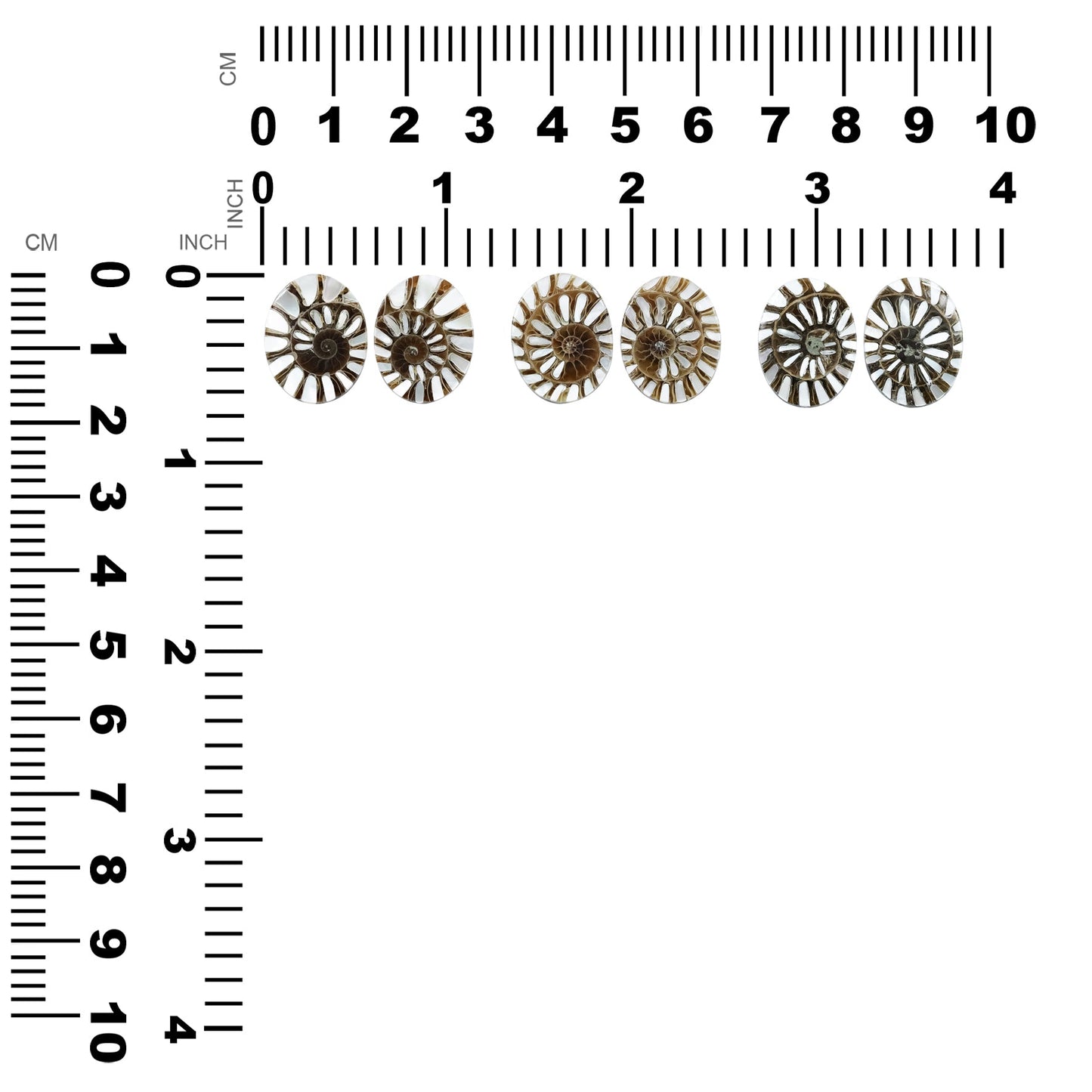 Starborn Ammonite with Mother of Pearl Inlay Oval Cabochons (14x18 mm) - 1 Pair