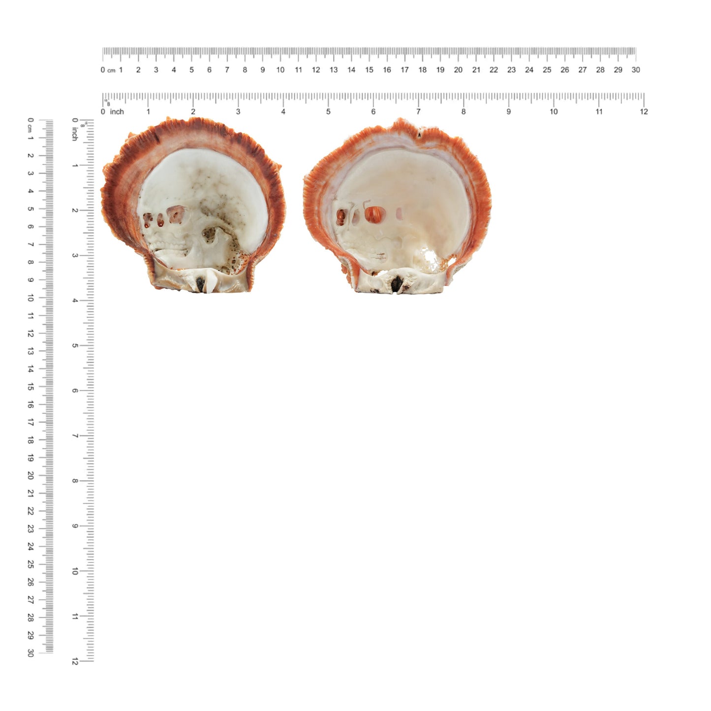 Starborn Hand Carved Spiney Oyster Shell Skull Carving - 1 Piece