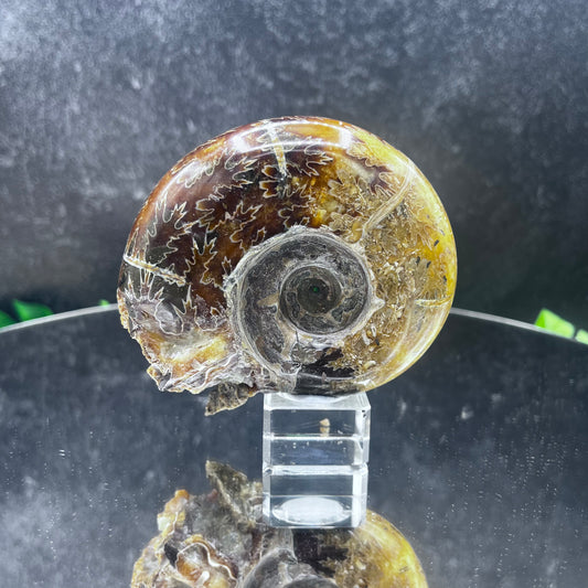 Abstract Ammonite Skull