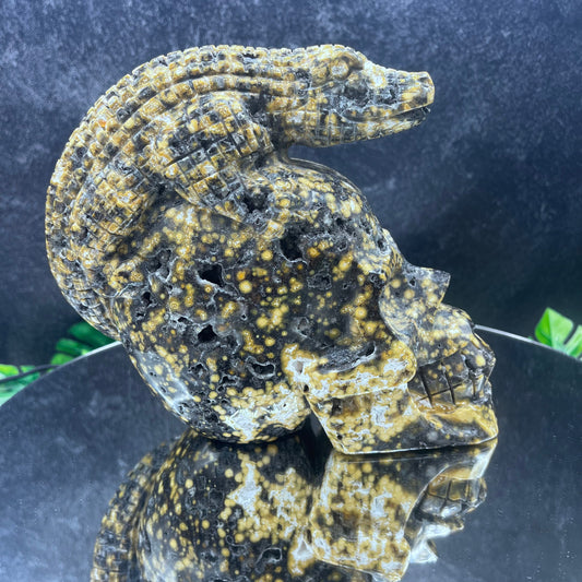 Rare Black Druzy Orbicular Jasper Gator Skull