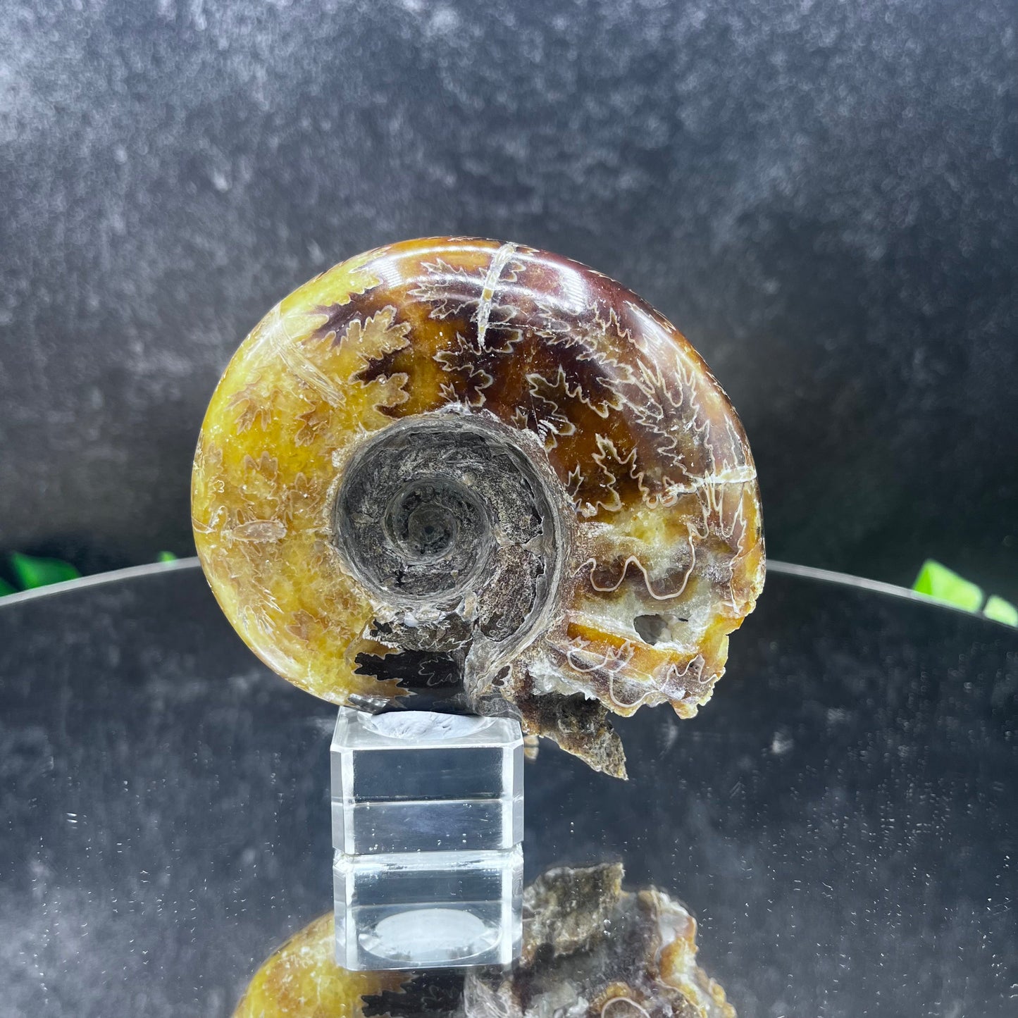 Abstract Ammonite Skull