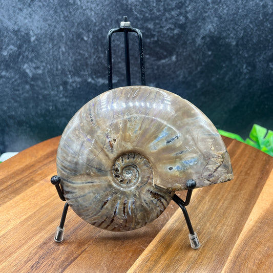 Ammolite on Ammonite with Stand