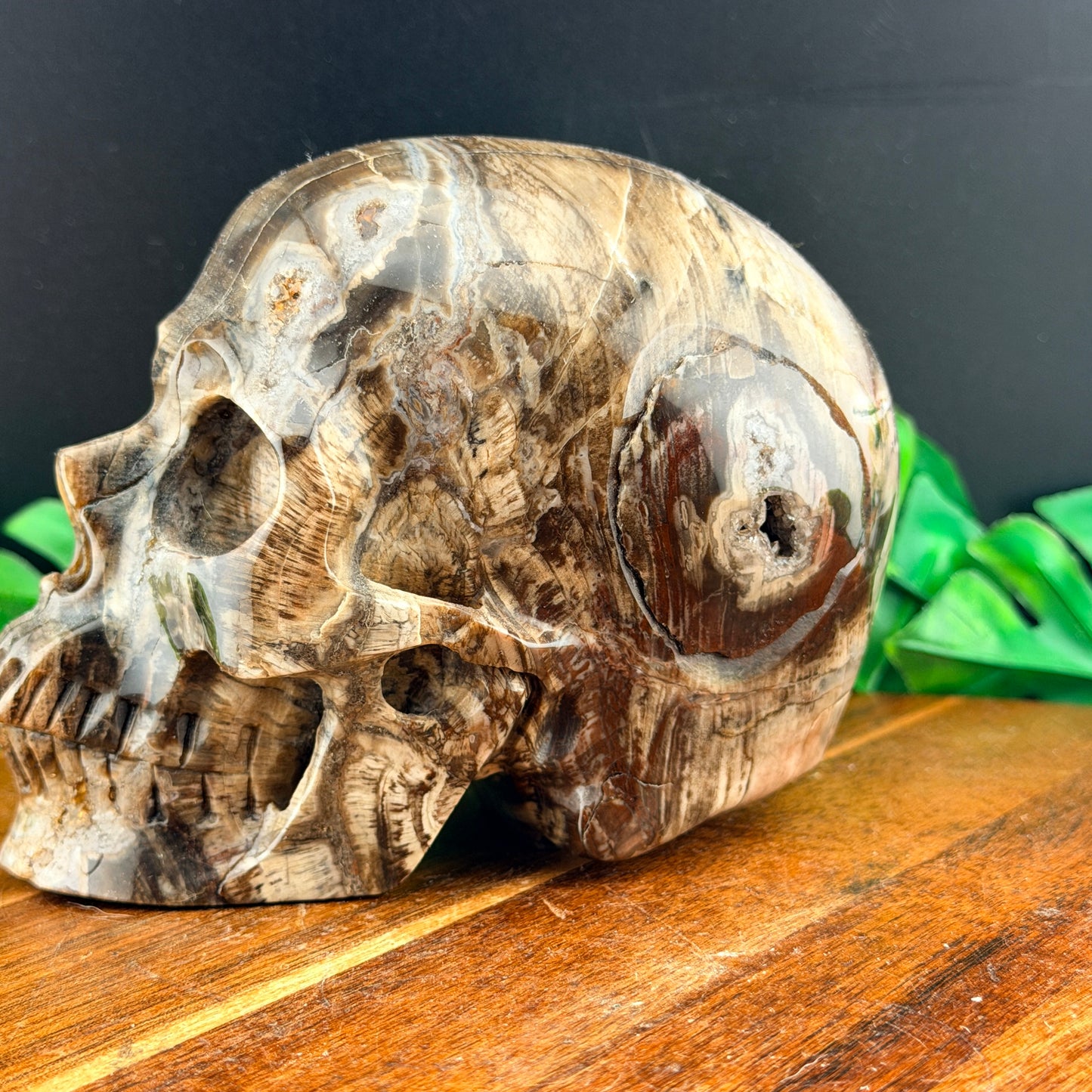 Petrified Wood with Druzy Cavern Skull
