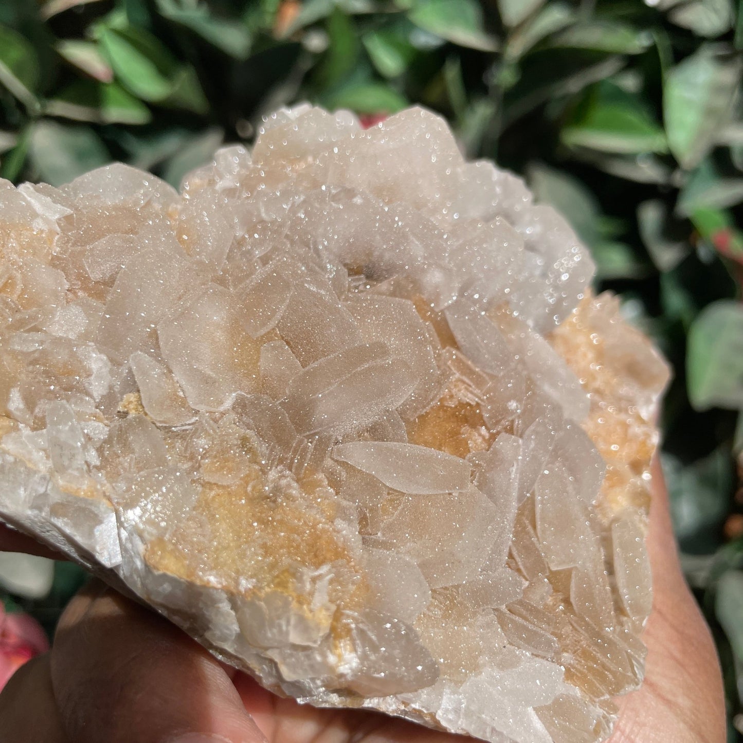 Rare Full Sugar Druzy Bladed Calcite Specimen - Sage & Magic