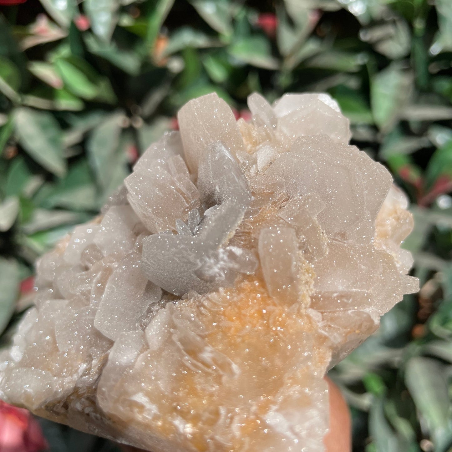 Rare Full Sugar Druzy Bladed Calcite Specimen - Sage & Magic