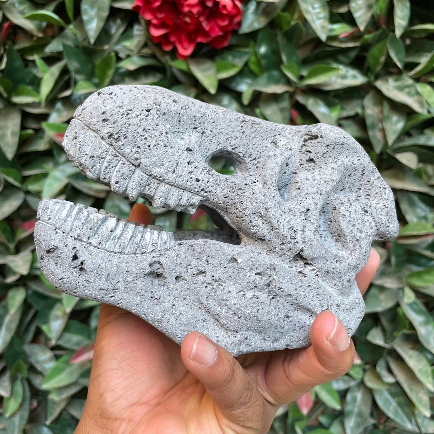 Large Lava Dino Skull