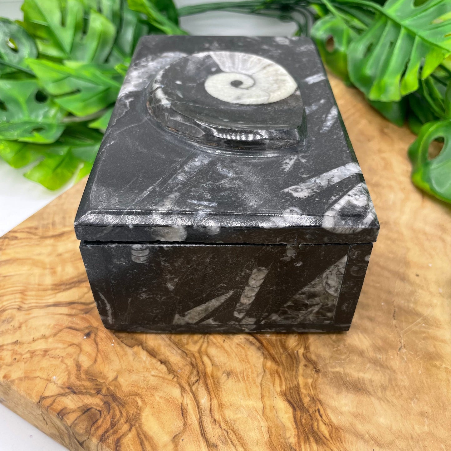 Black Ammonite Box with Lid