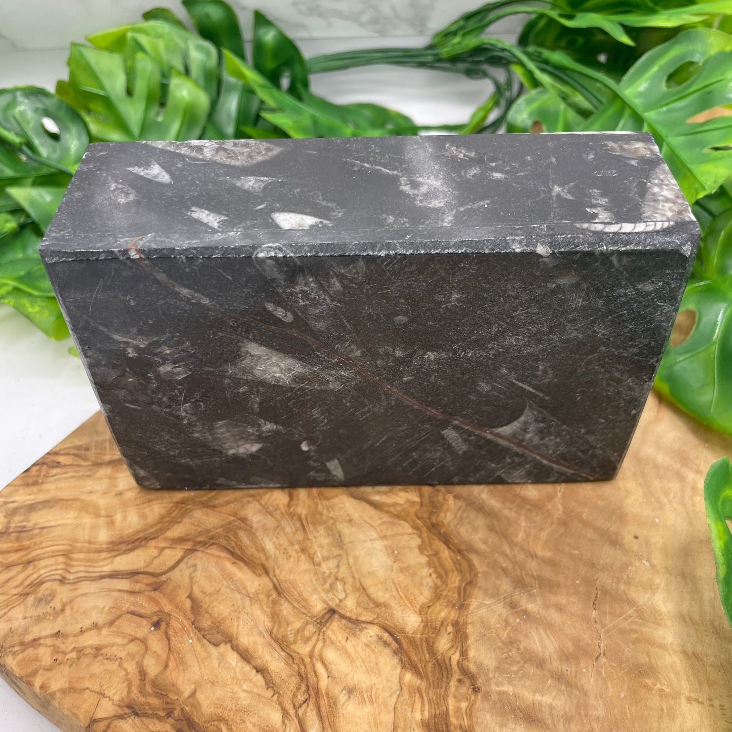 Black Ammonite Box with Lid