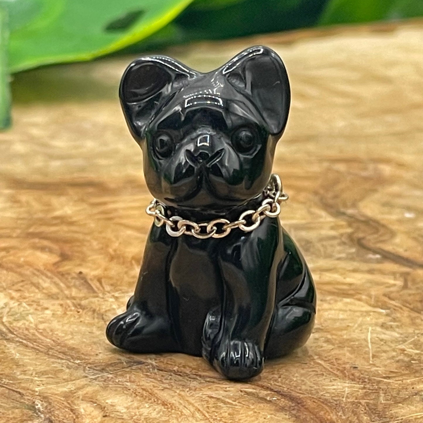 Mini Black Obsidian Frenchie Terrier Dog