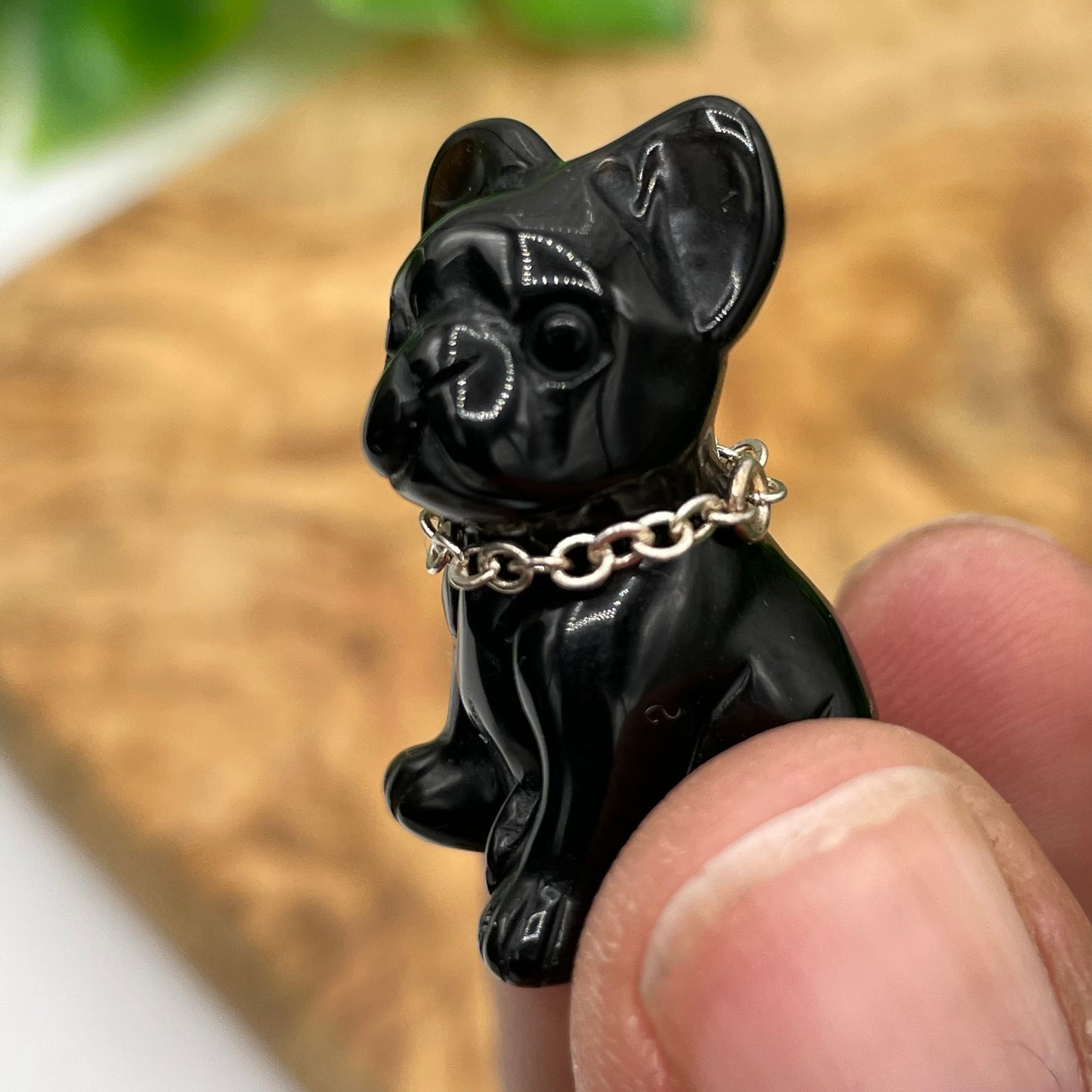 Mini Black Obsidian Frenchie Terrier Dog