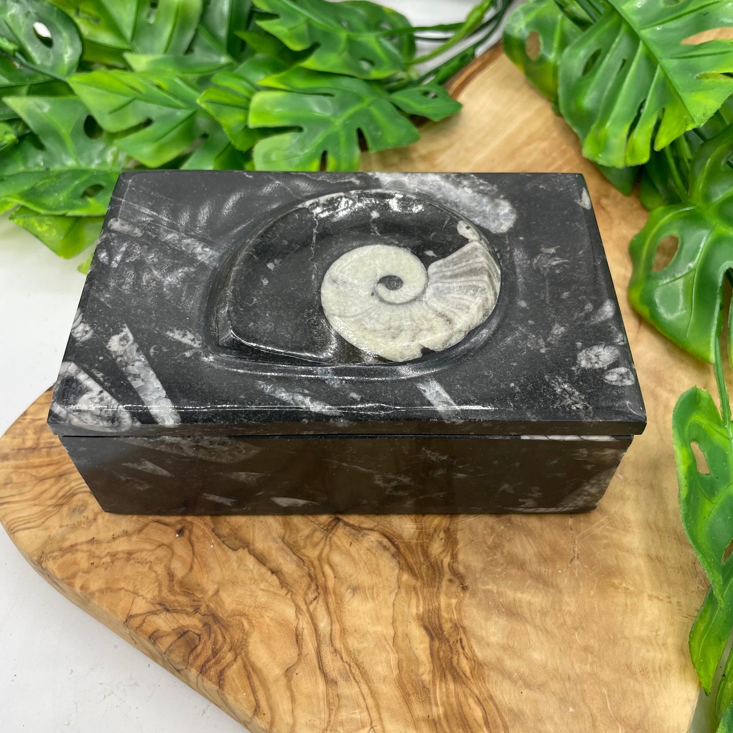 Black Ammonite Box with Lid