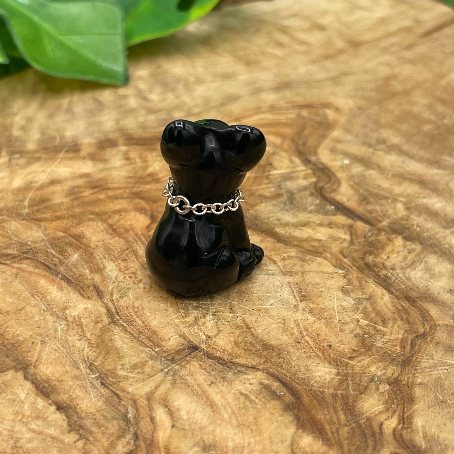 Mini Black Obsidian Frenchie Terrier Dog
