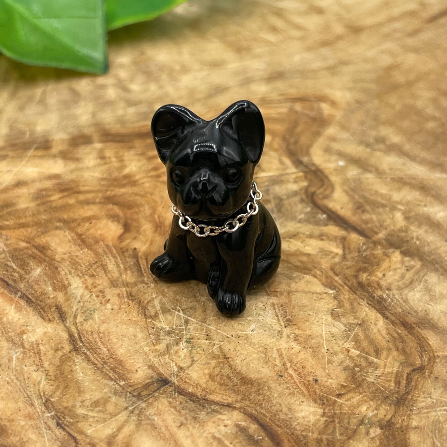 Mini Black Obsidian Frenchie Terrier Dog