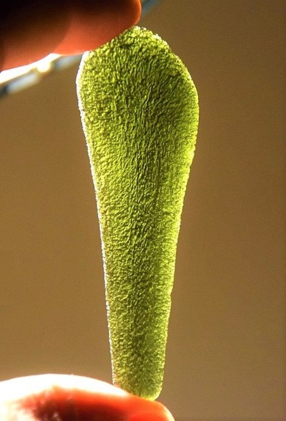 The Power of Moldavite: Your Guide to Rapid Transformation
