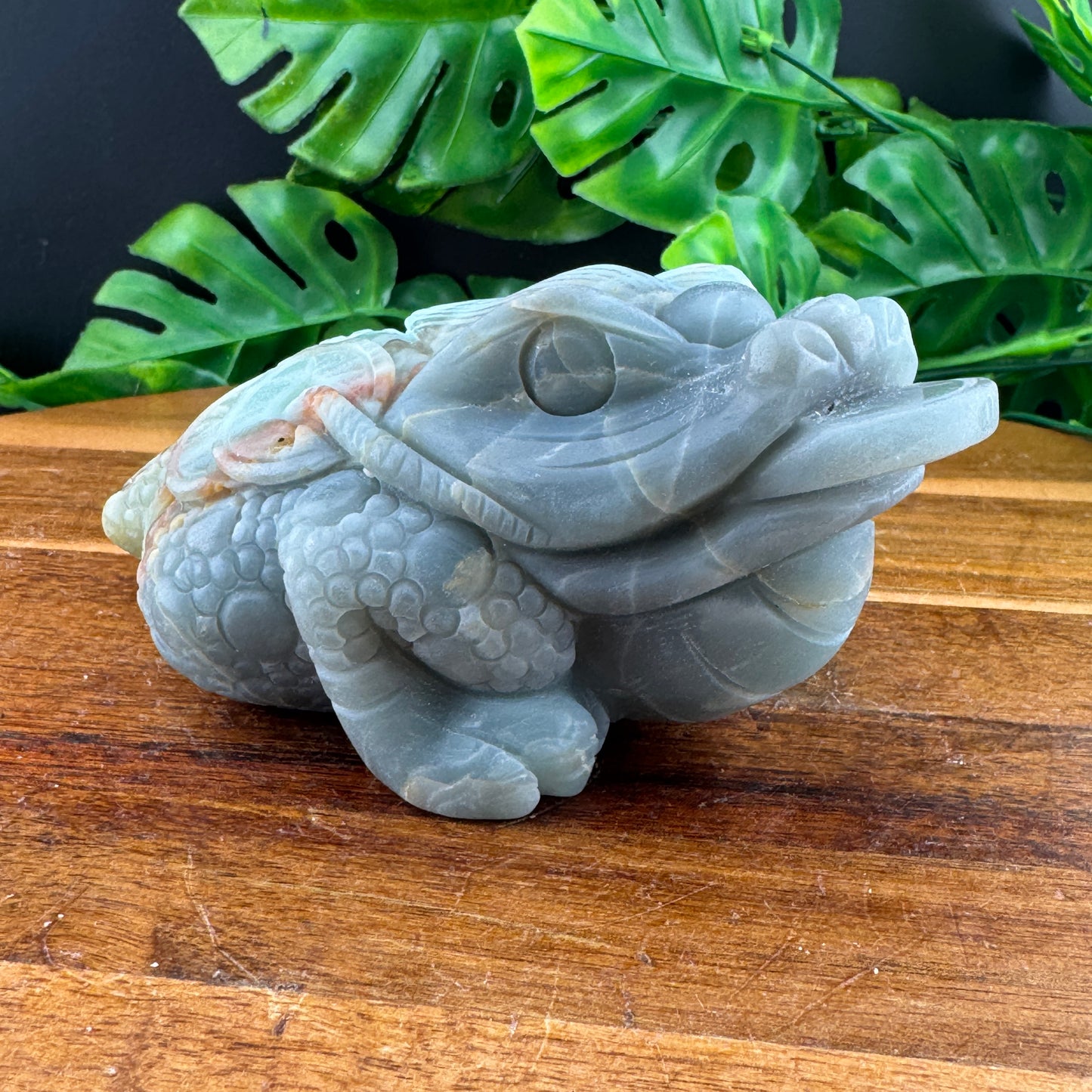 Amazonite Money Toad