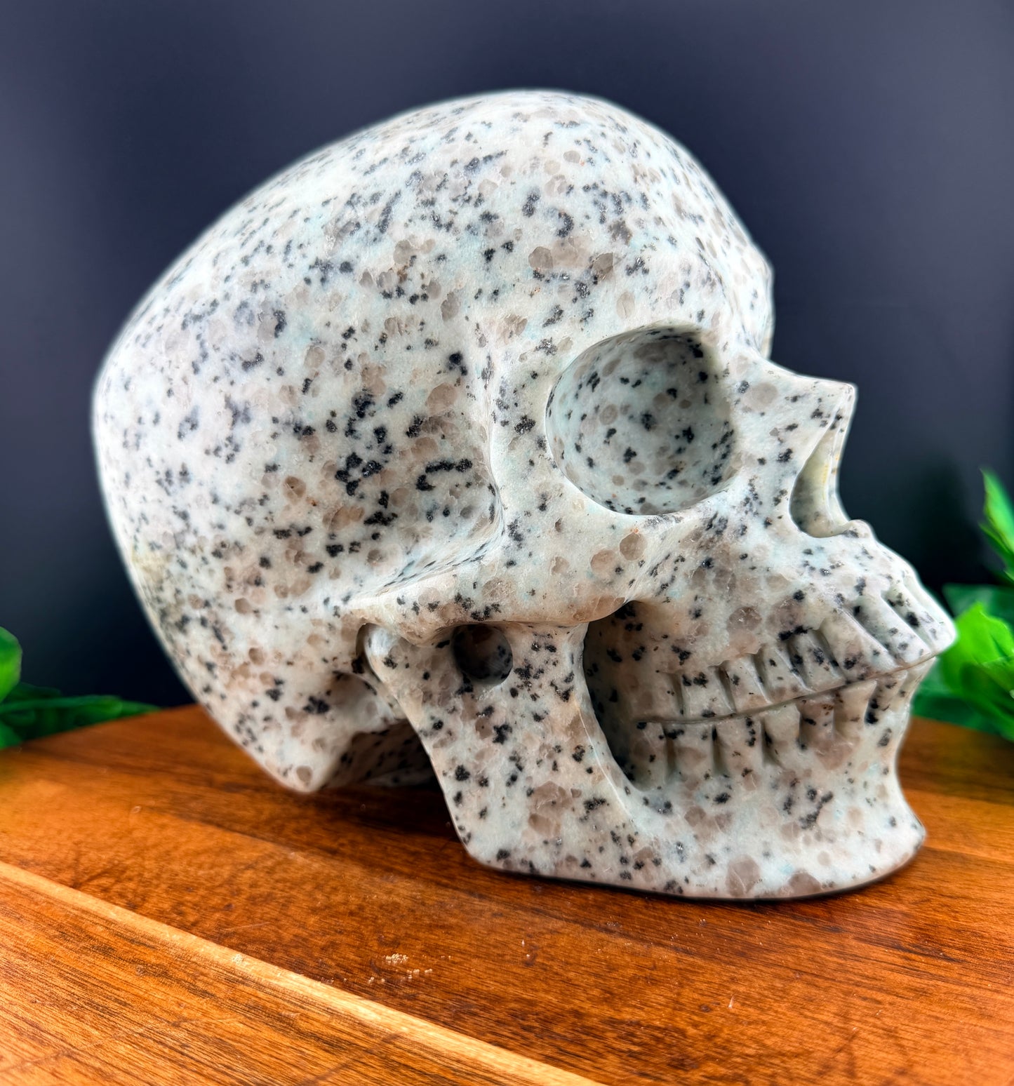 XL 7 inch Kiwi Jasper Skull