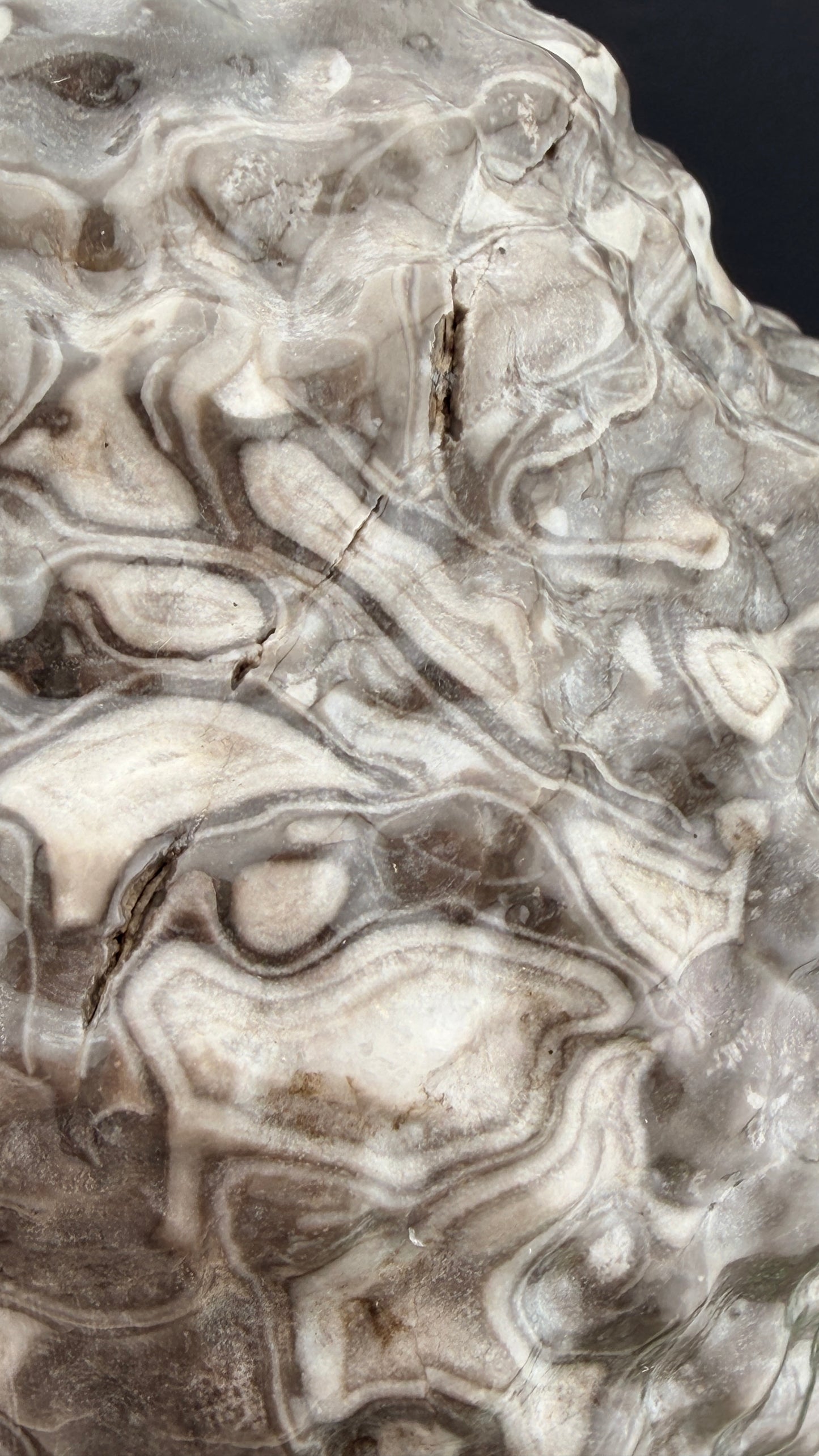 XL Black Crazy Lace Agate Buddha