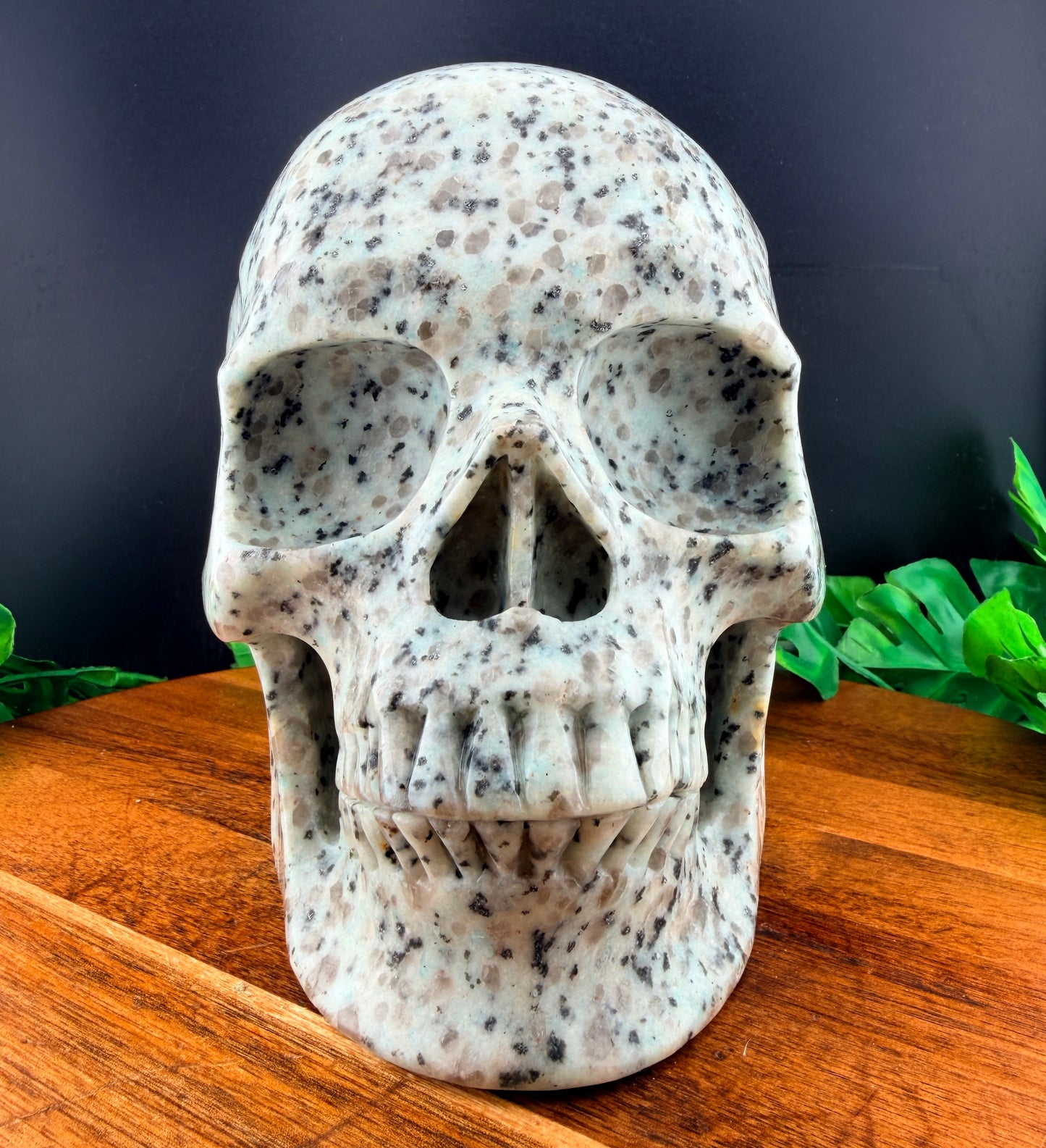 XL 7 inch Kiwi Jasper Skull