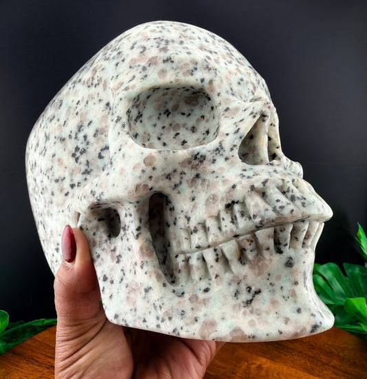 XL 7 inch Kiwi Jasper Skull