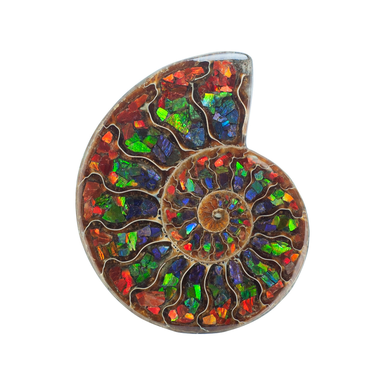 Ammonite Half with Ammolite Inlay Display Stone 10 cm, 1 Piece