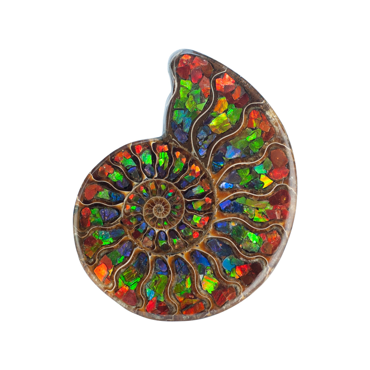 Ammonite Half with Ammolite Inlay Display Stone 10 cm, 1 Piece