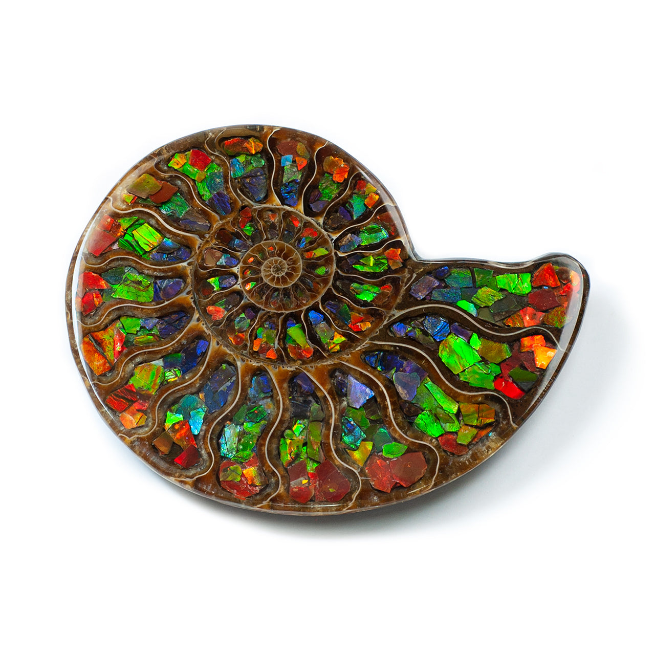 Ammonite Half with Ammolite Inlay Display Stone 10 cm, 1 Piece