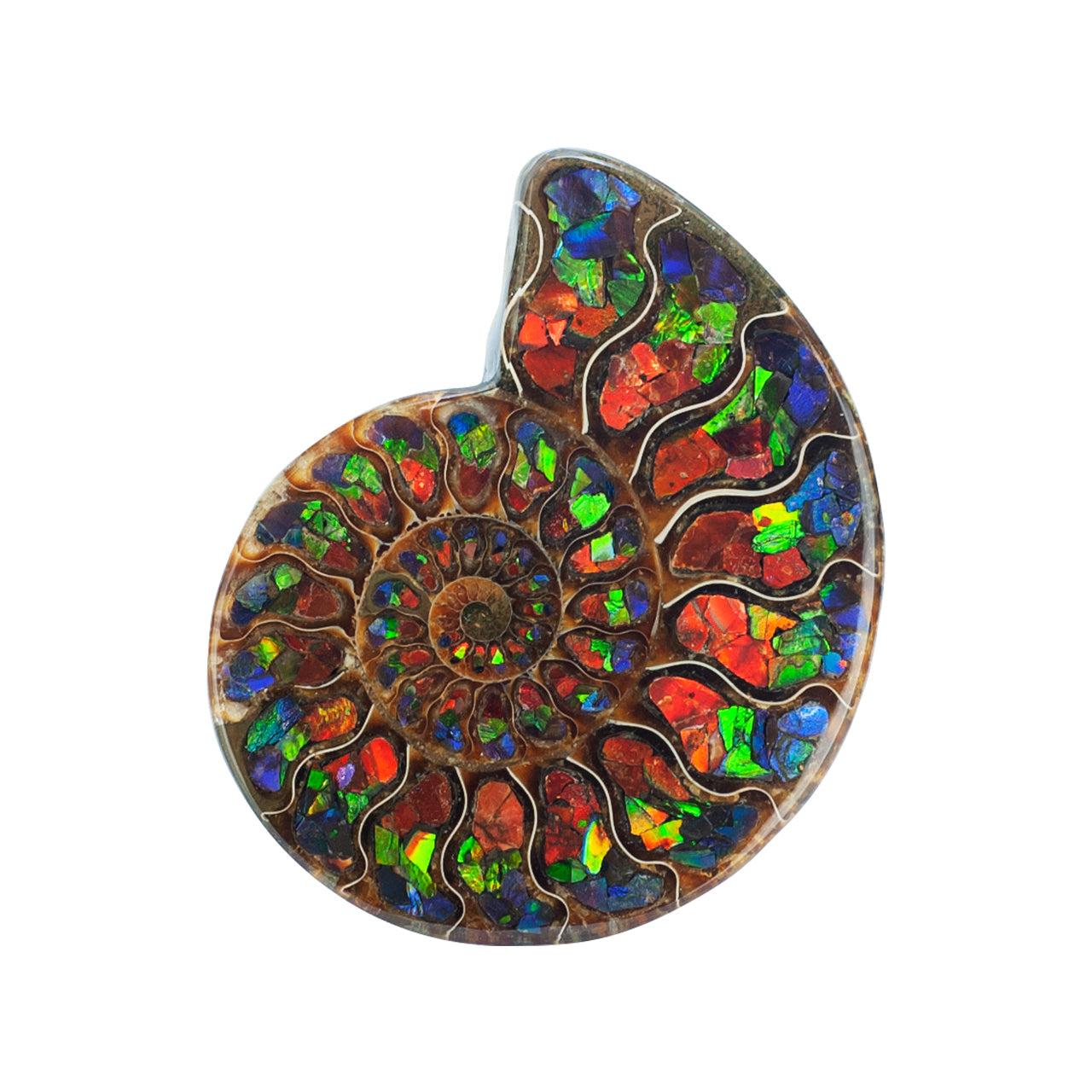 Starborn Half Ammonite with Ammolite Inlay Display Stone (Blue, Green, Red) - 1 Piece