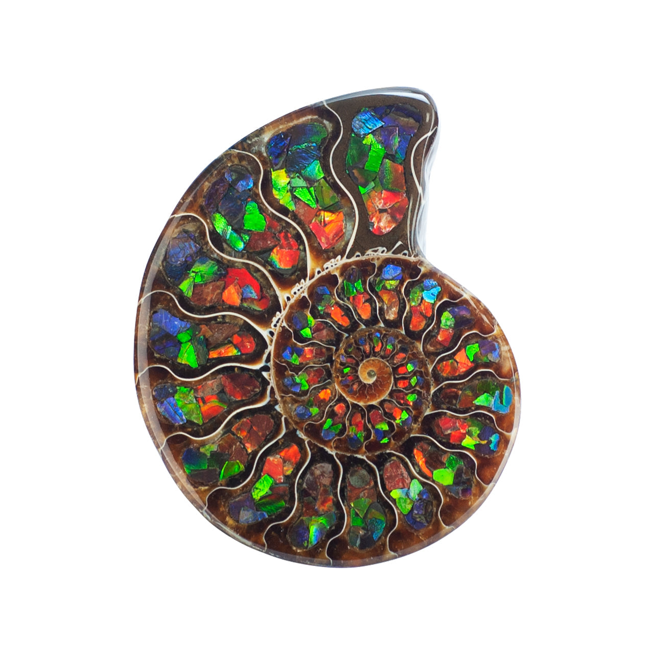 Starborn Half Ammonite with Ammolite Inlay Display Stone (Blue, Green, Red) - 1 Piece