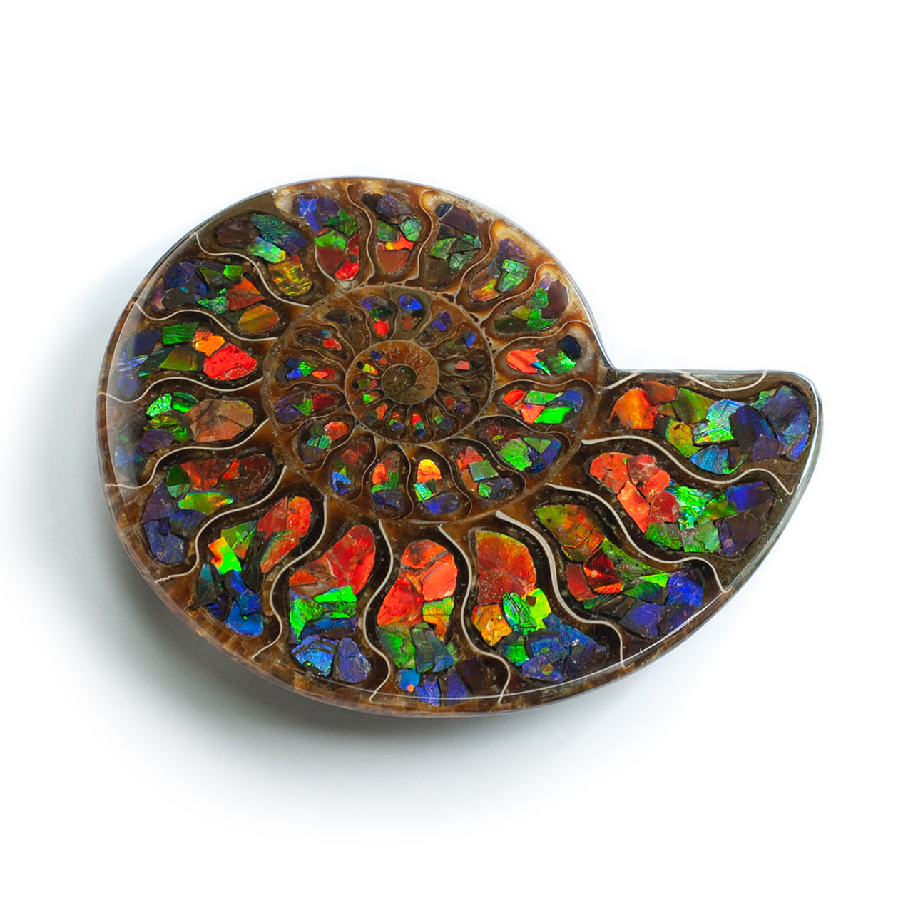 Starborn Half Ammonite with Ammolite Inlay Display Stone (Blue, Green, Red) - 1 Piece