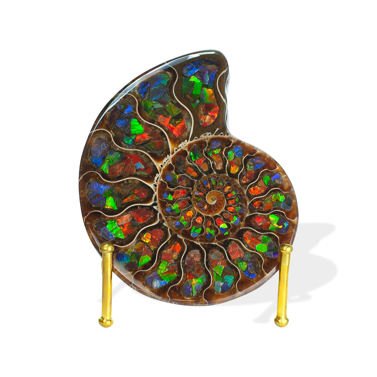 Starborn Half Ammonite with Ammolite Inlay Display Stone (Blue, Green, Red) - 1 Piece
