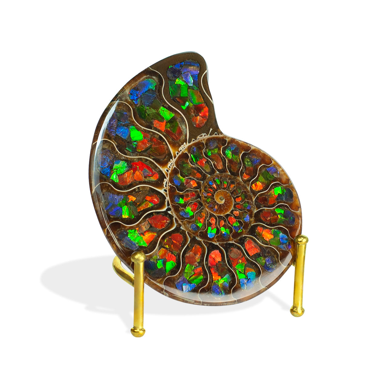Starborn Half Ammonite with Ammolite Inlay Display Stone (Blue, Green, Red) - 1 Piece