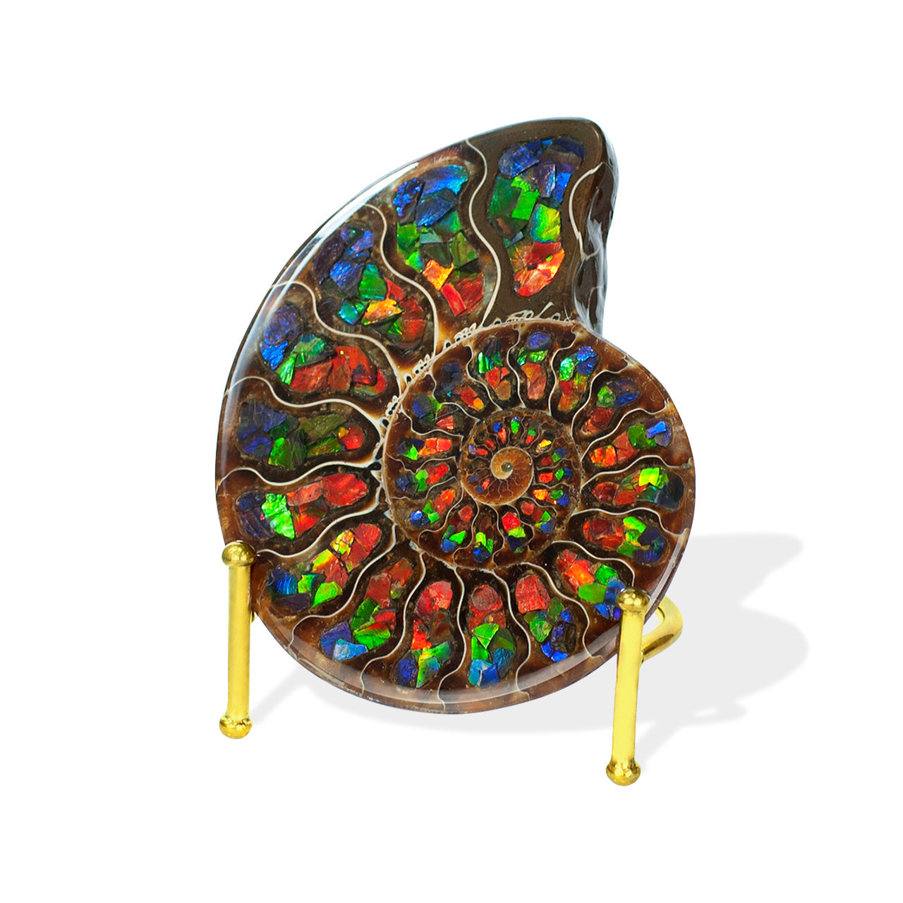 Starborn Half Ammonite with Ammolite Inlay Display Stone (Blue, Green, Red) - 1 Piece