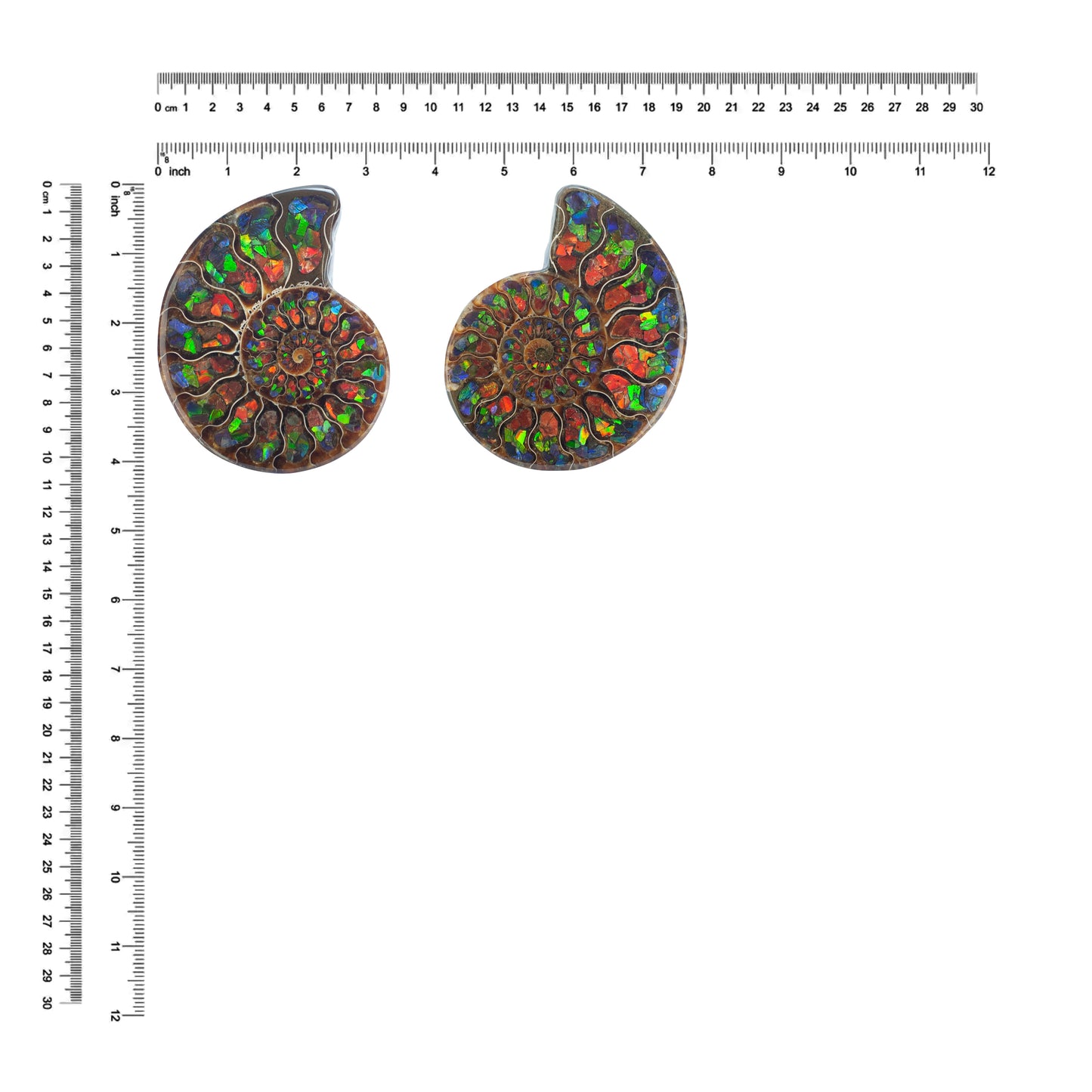 Starborn Half Ammonite with Ammolite Inlay Display Stone (Blue, Green, Red) - 1 Piece