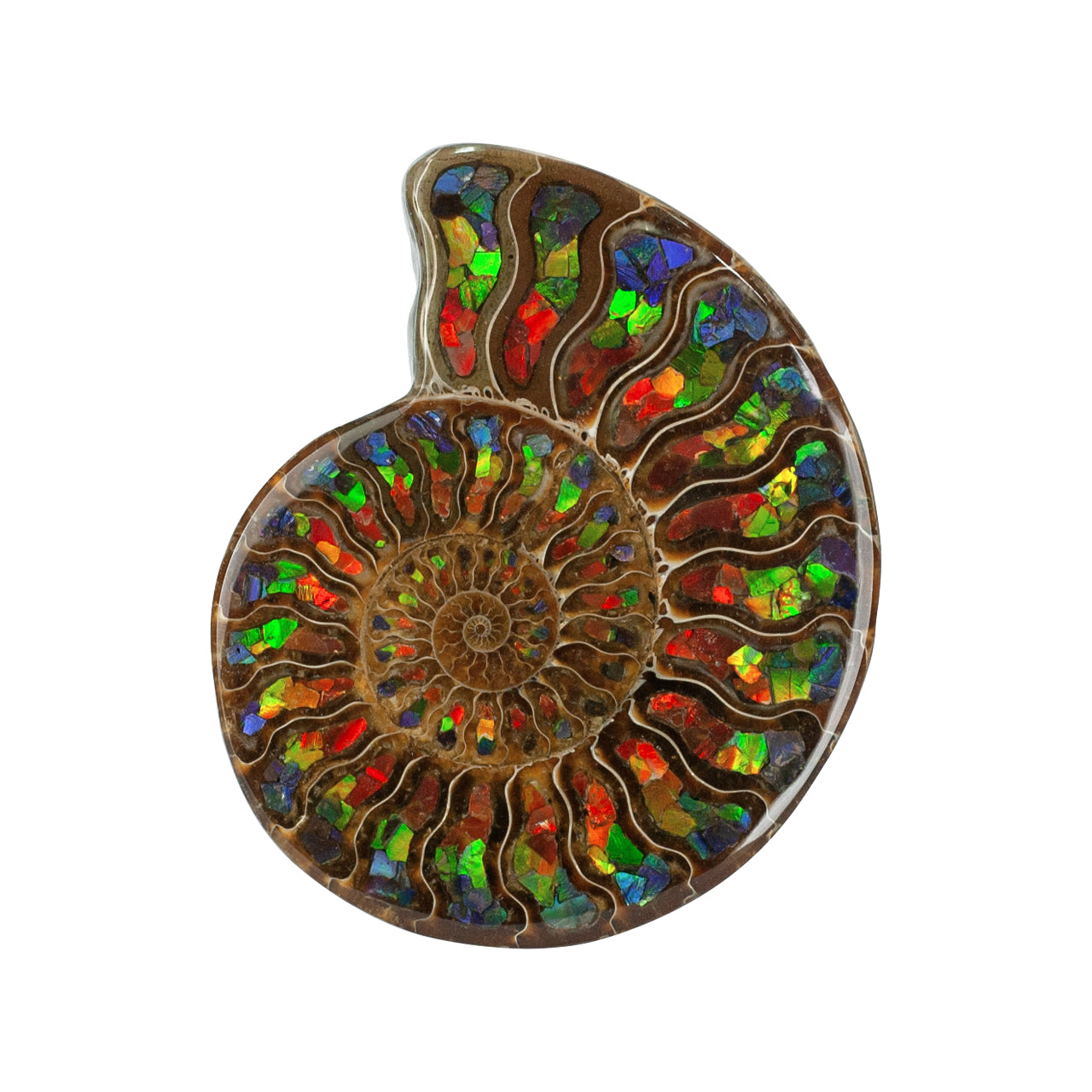 Starborn Half Ammonite with Ammolite Inlay Display Stone (Blue, Green, Red) - 1 Piece