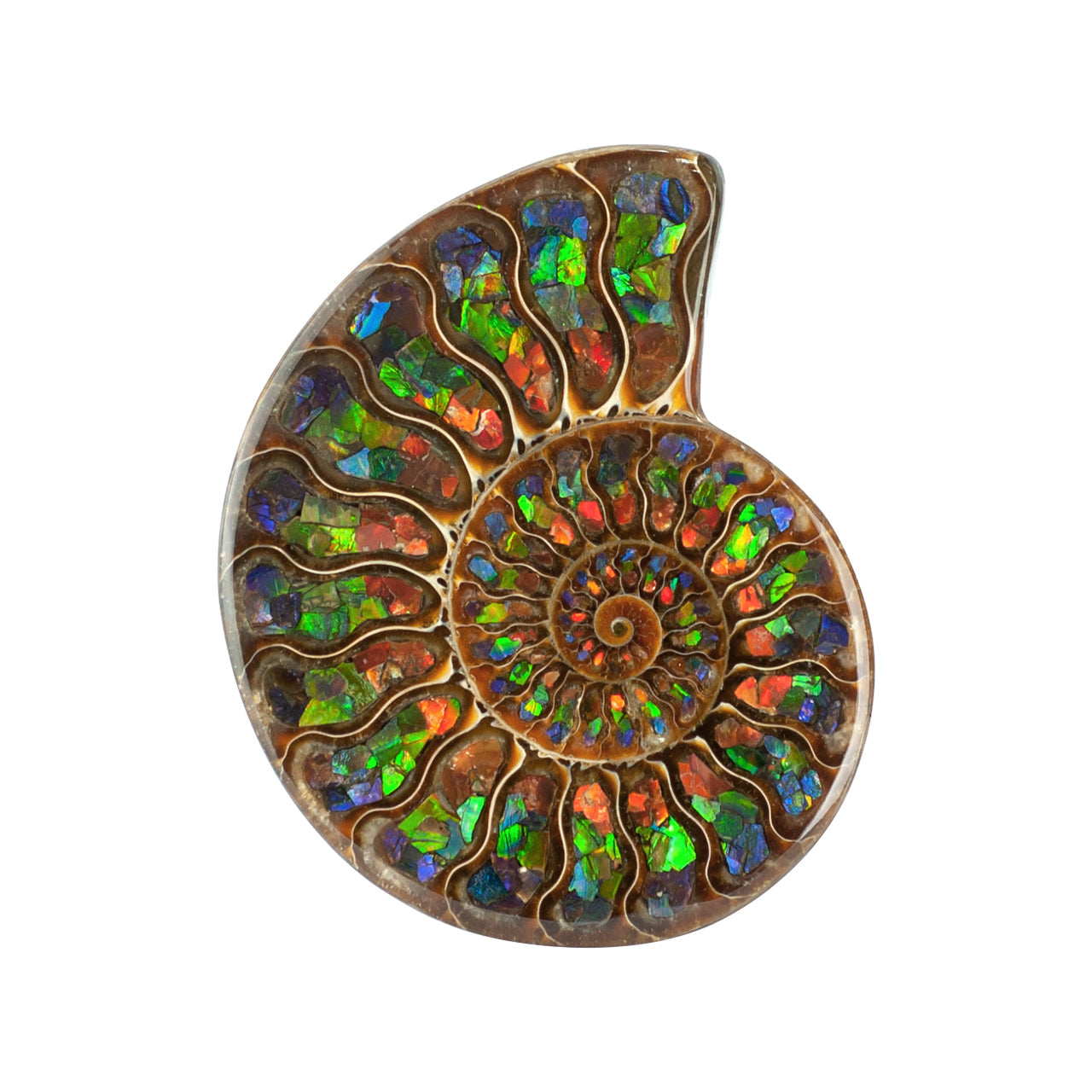 Starborn Half Ammonite with Ammolite Inlay Display Stone (Blue, Green, Red) - 1 Piece
