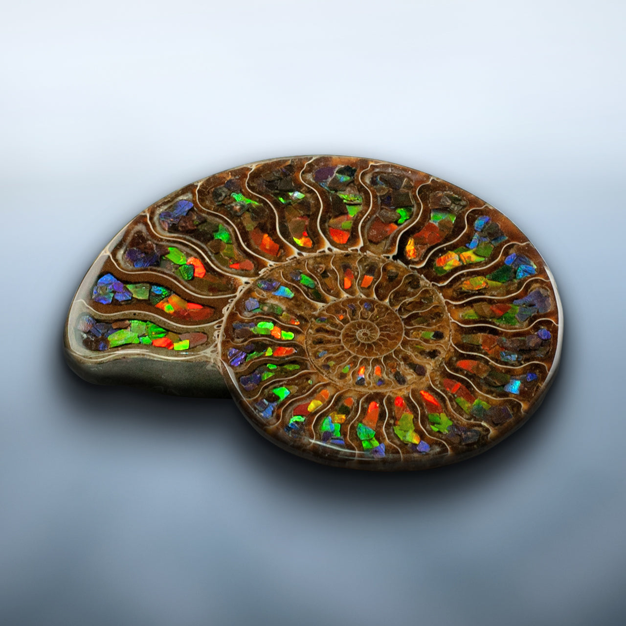 Starborn Half Ammonite with Ammolite Inlay Display Stone (Blue, Green, Red) - 1 Piece