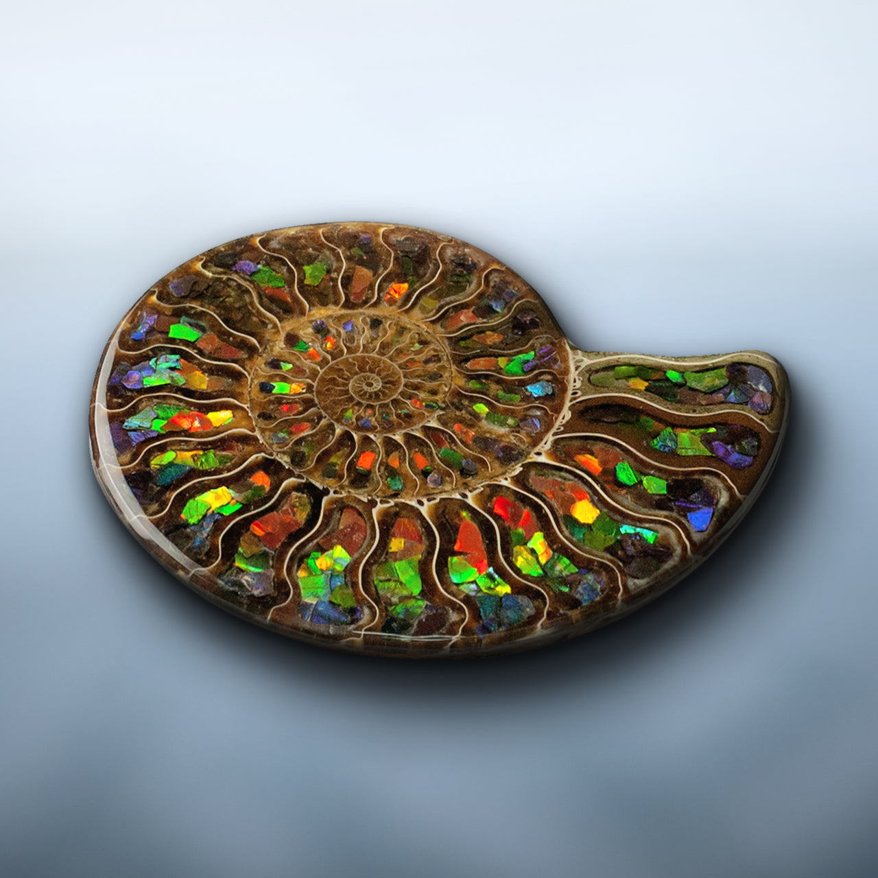 Starborn Half Ammonite with Ammolite Inlay Display Stone (Blue, Green, Red) - 1 Piece