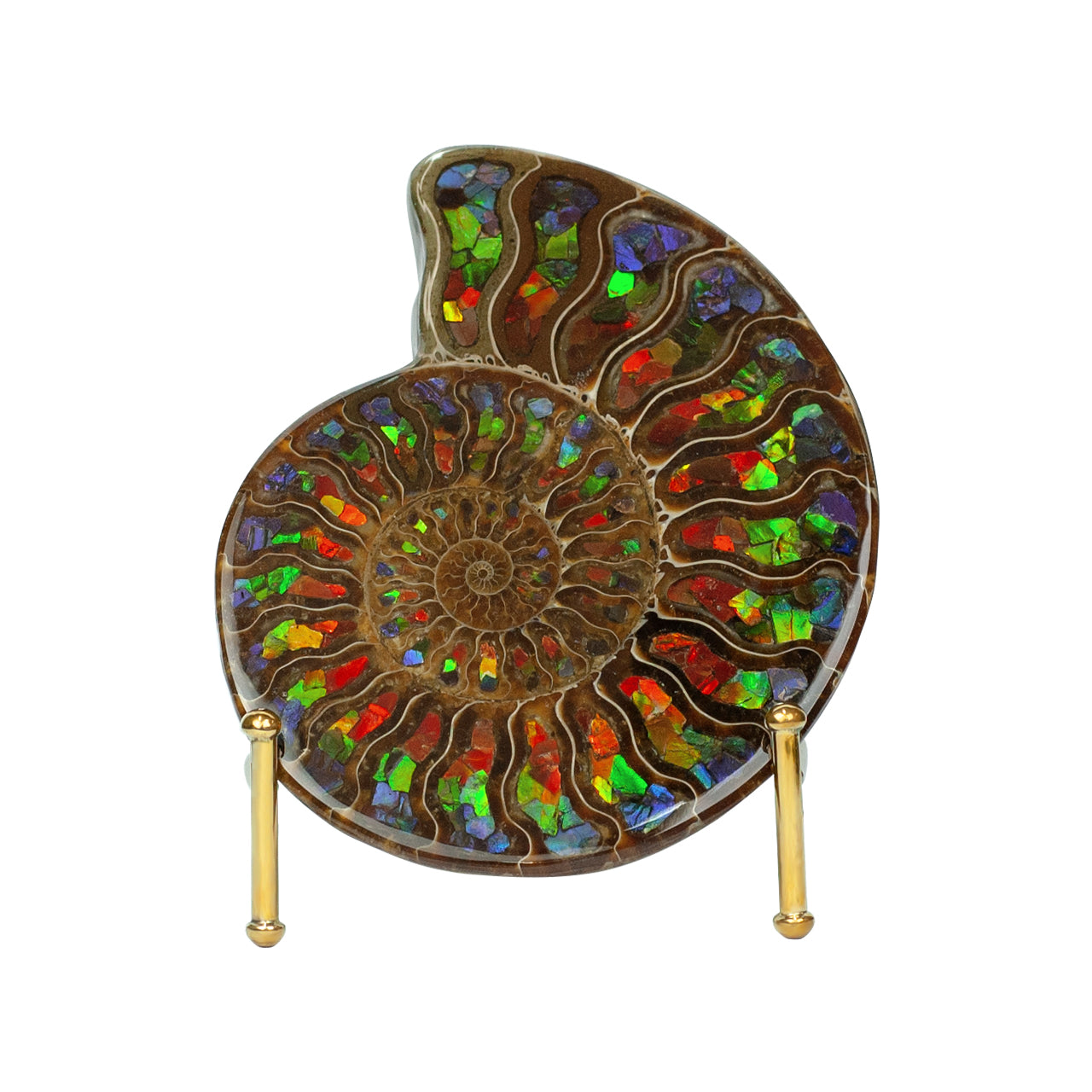 Starborn Half Ammonite with Ammolite Inlay Display Stone (Blue, Green, Red) - 1 Piece