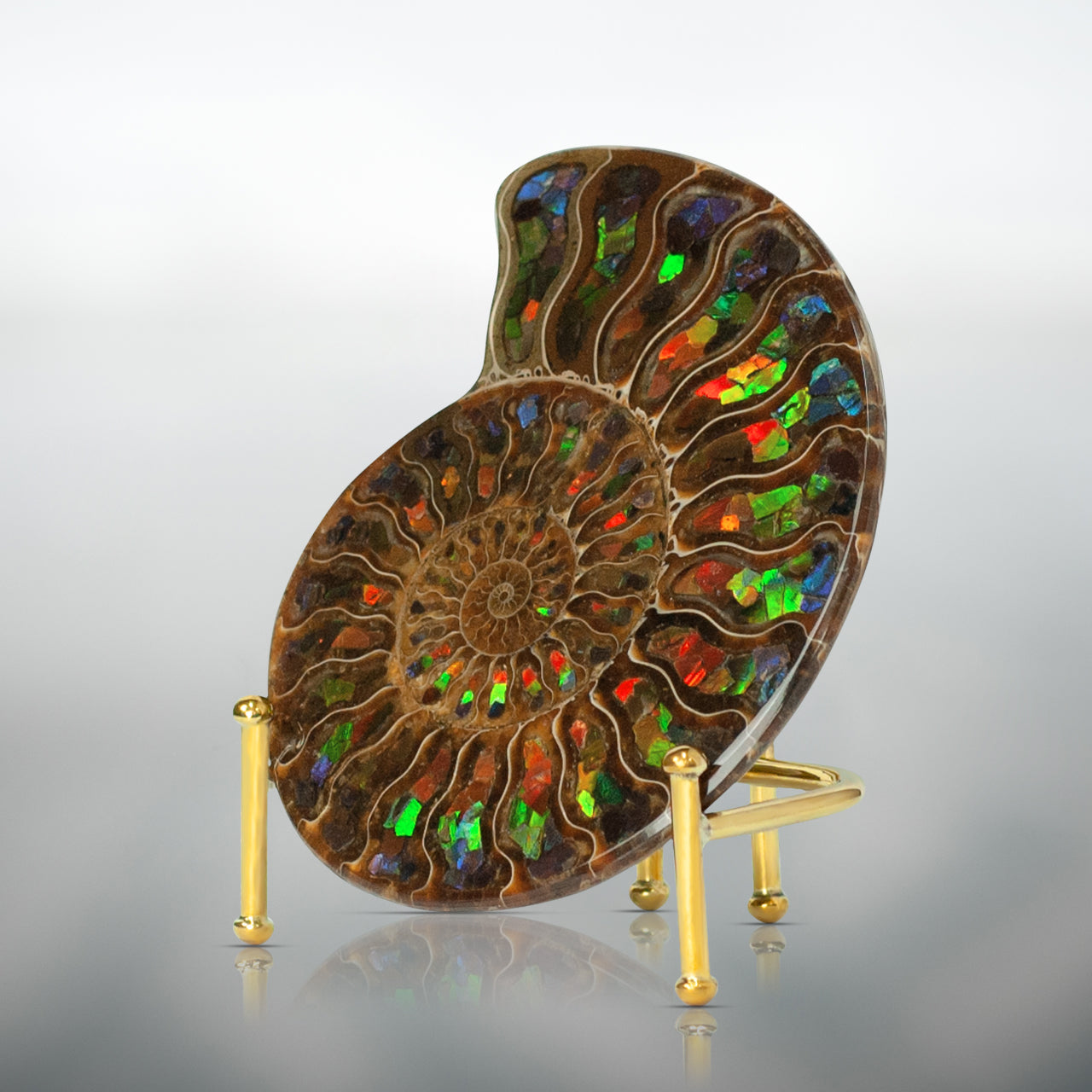 Starborn Half Ammonite with Ammolite Inlay Display Stone (Blue, Green, Red) - 1 Piece
