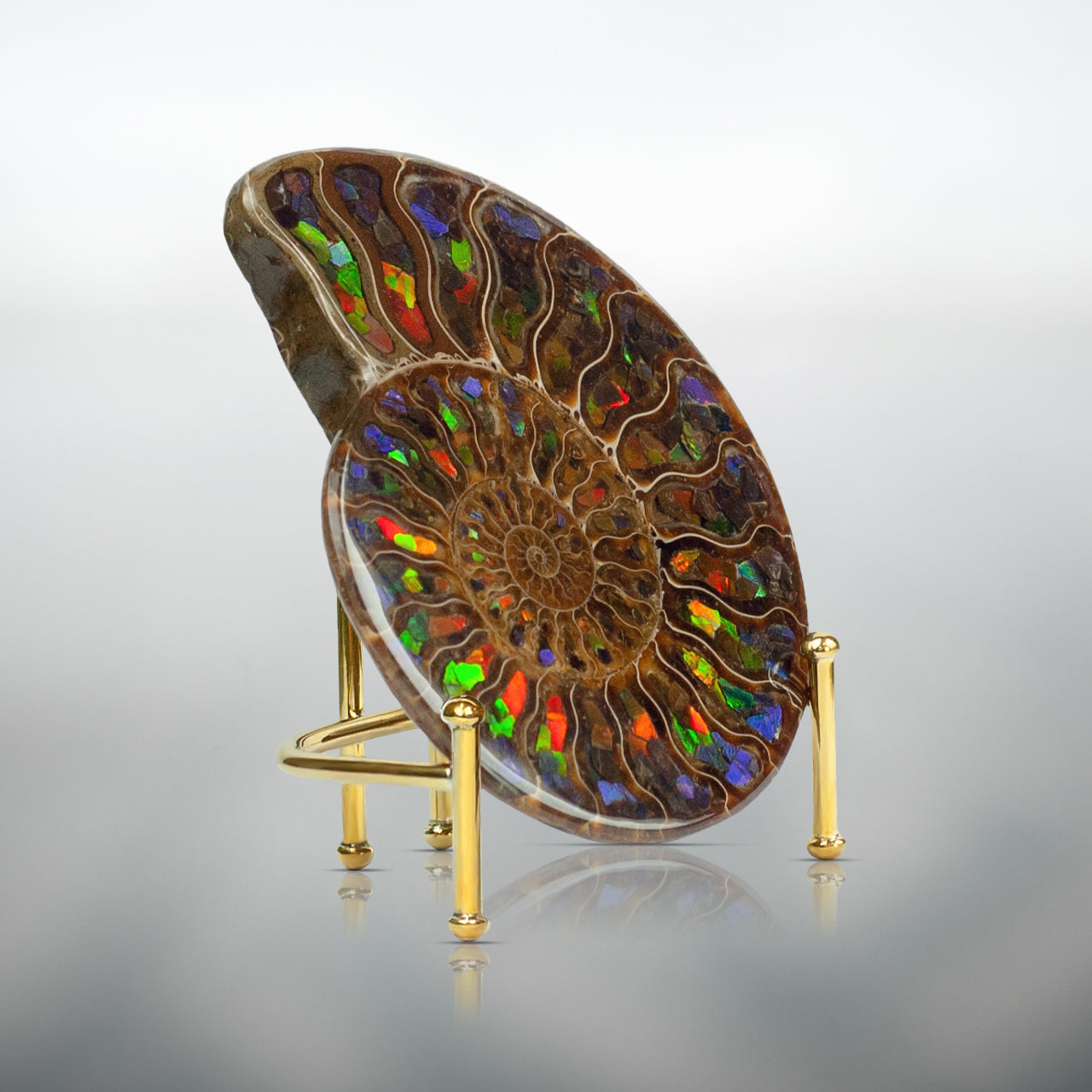 Starborn Half Ammonite with Ammolite Inlay Display Stone (Blue, Green, Red) - 1 Piece