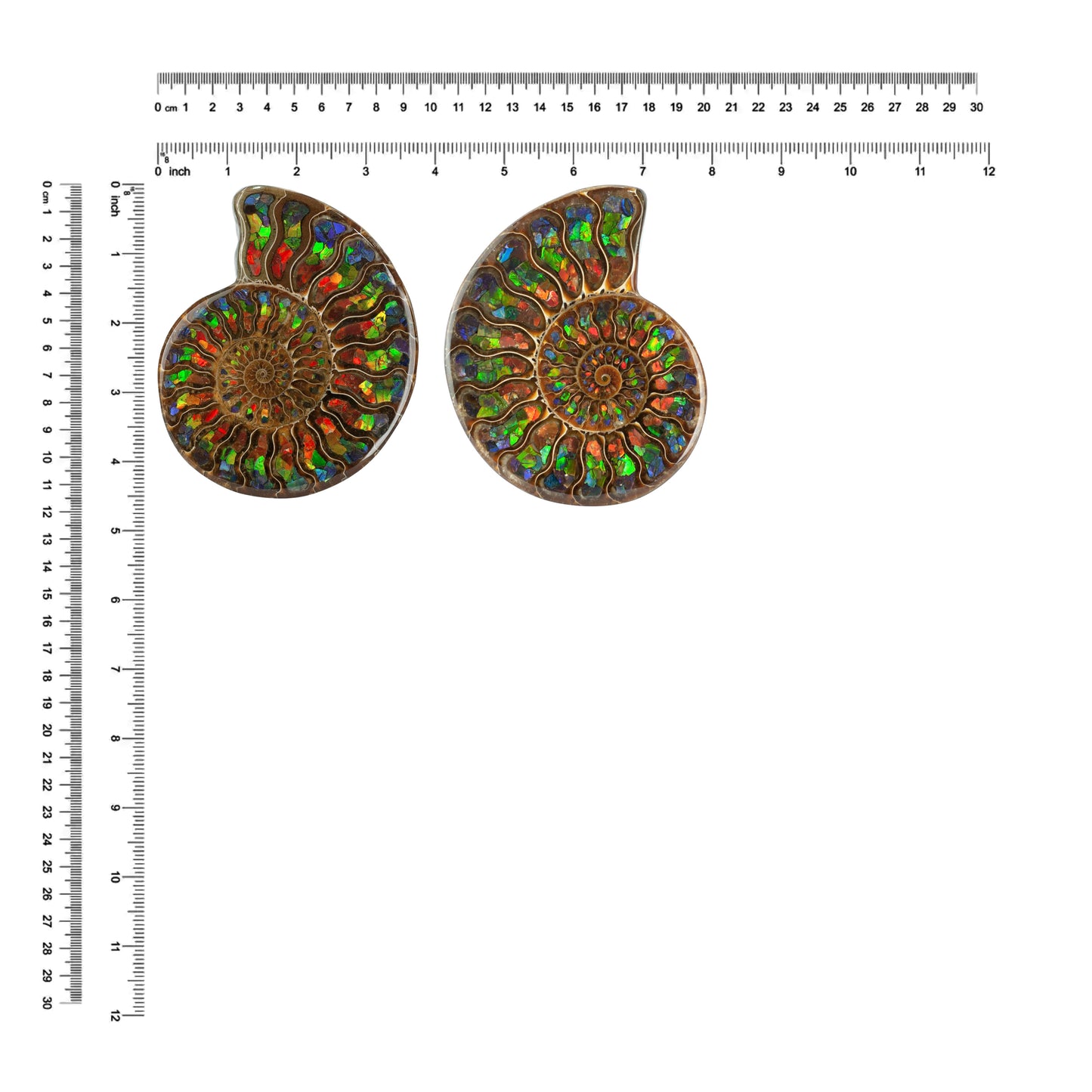 Starborn Half Ammonite with Ammolite Inlay Display Stone (Blue, Green, Red) - 1 Piece