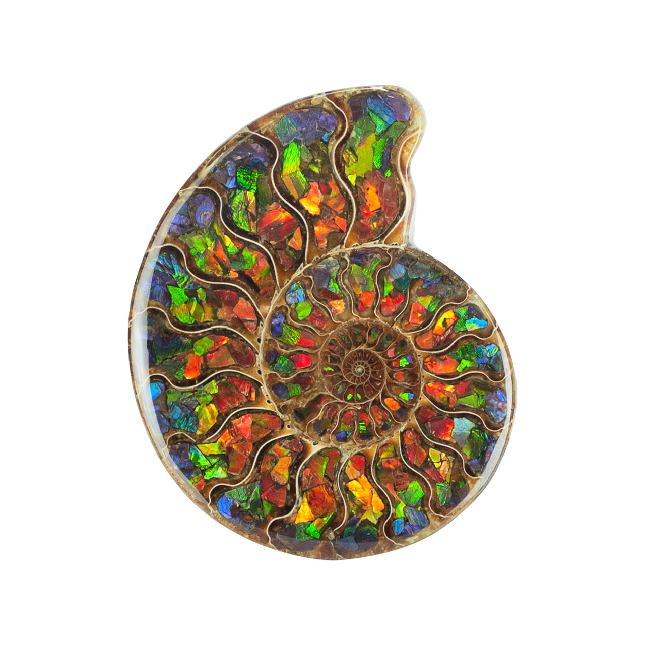 Starborn Half Ammonite with Ammolite Inlay Display Stone (Blue, Green, Red) - 1 Piece