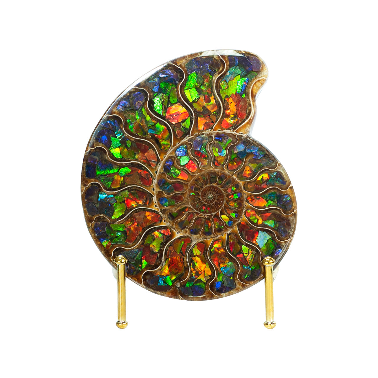 Starborn Half Ammonite with Ammolite Inlay Display Stone (Blue, Green, Red) - 1 Piece