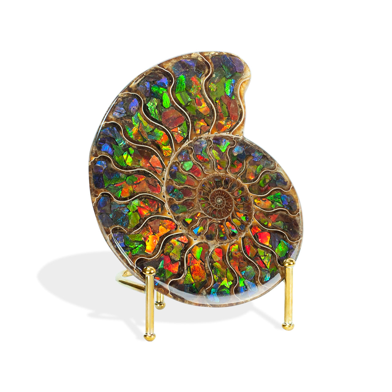 Starborn Half Ammonite with Ammolite Inlay Display Stone (Blue, Green, Red) - 1 Piece