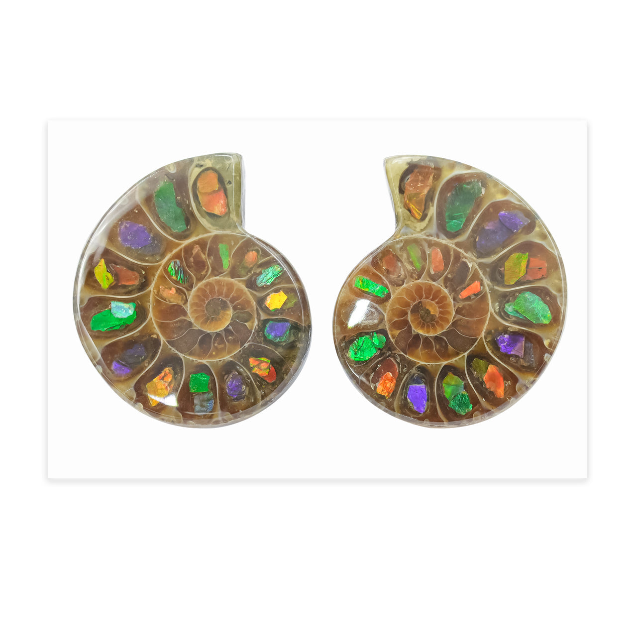 Starborn Ammonite with Ammolite Inlay Cabochons 25 - 27 mm, 1 Pair