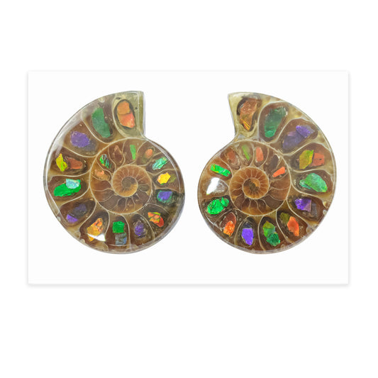 Starborn Ammonite with Ammolite Inlay Cabochons 25 - 27 mm, 1 Pair