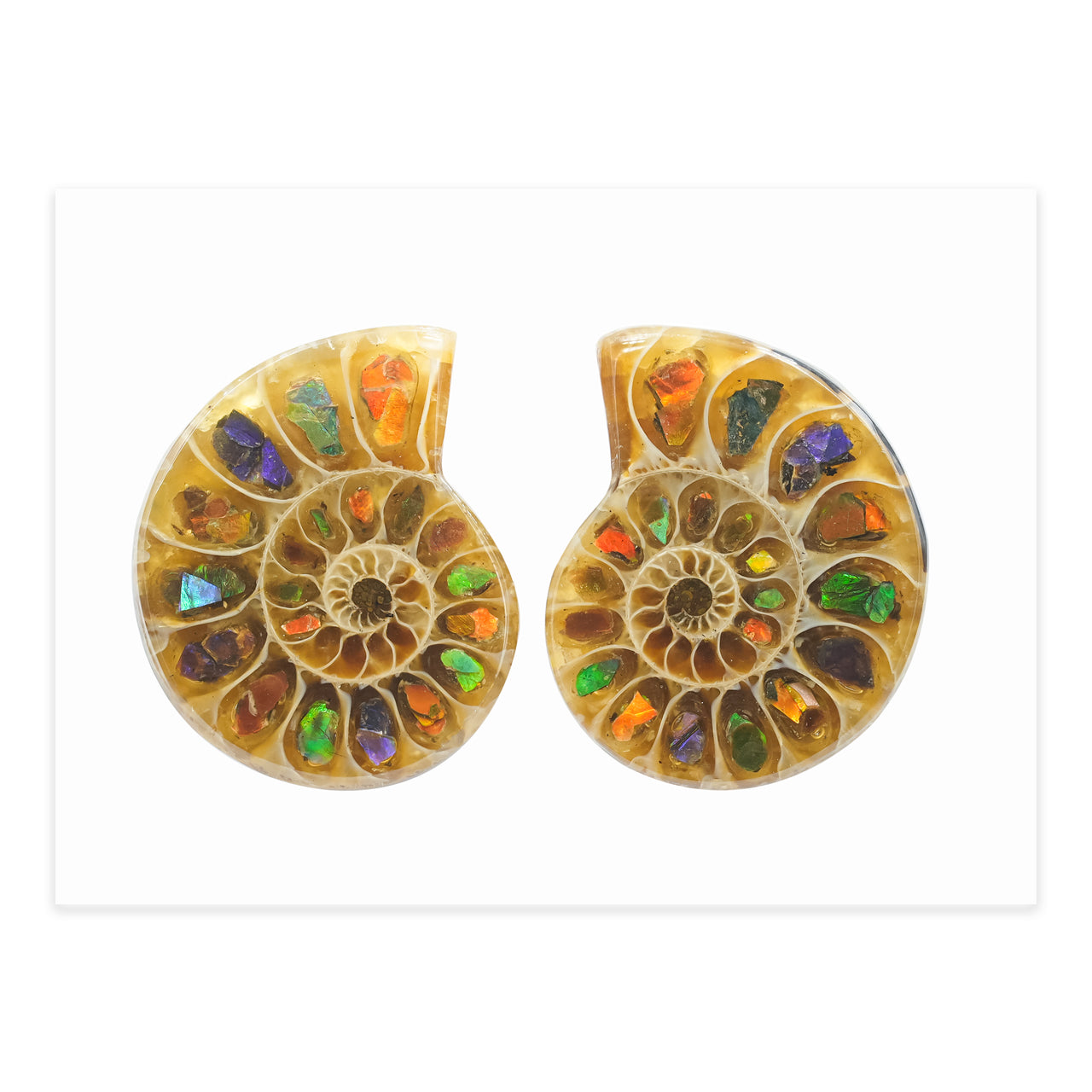 Starborn Ammonite with Ammolite Inlay Cabochons 25 - 27 mm, 1 Pair