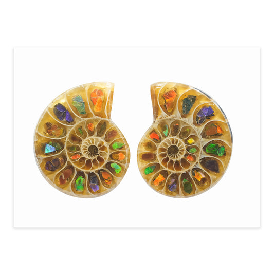 Starborn Ammonite with Ammolite Inlay Cabochons 25 - 27 mm, 1 Pair